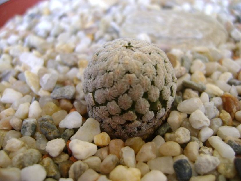 Turbinicarpus valdezianus v. albiflorus Matehuala, SLP - Cactusi 2018