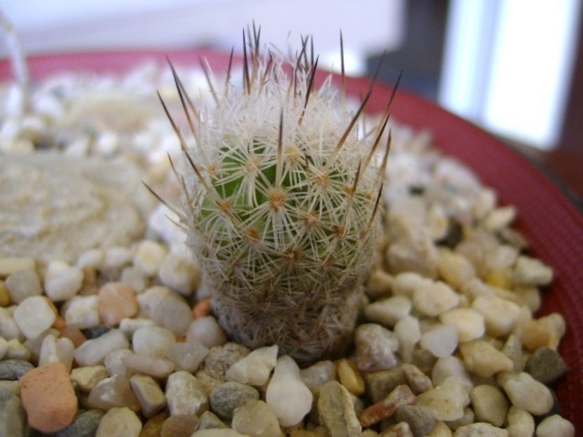 Turbinicarpus subterraneus v. zaragosae - Cactusi 2018