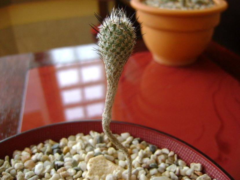 Turbinicarpus subterraneus - Cactusi 2018