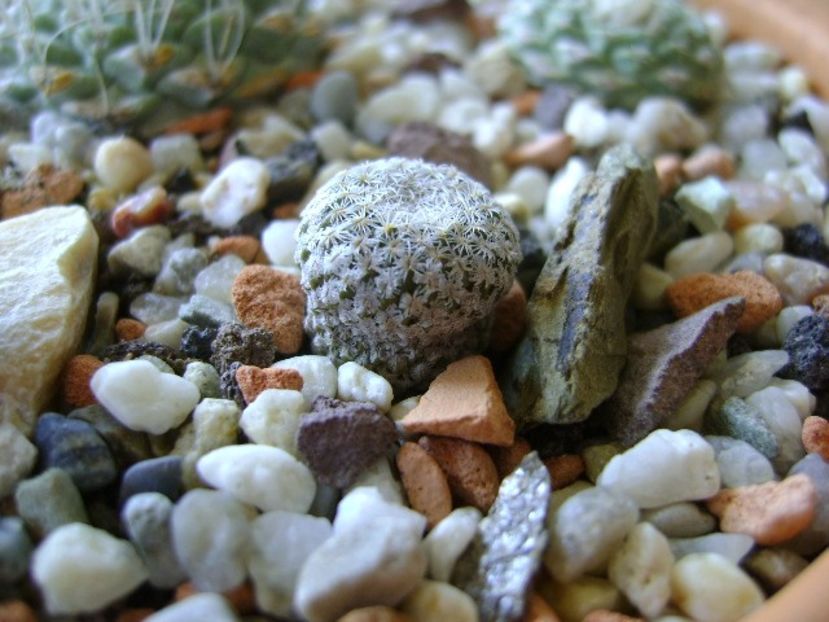 Pelecyphora strobiliformis - Cactusi 2018