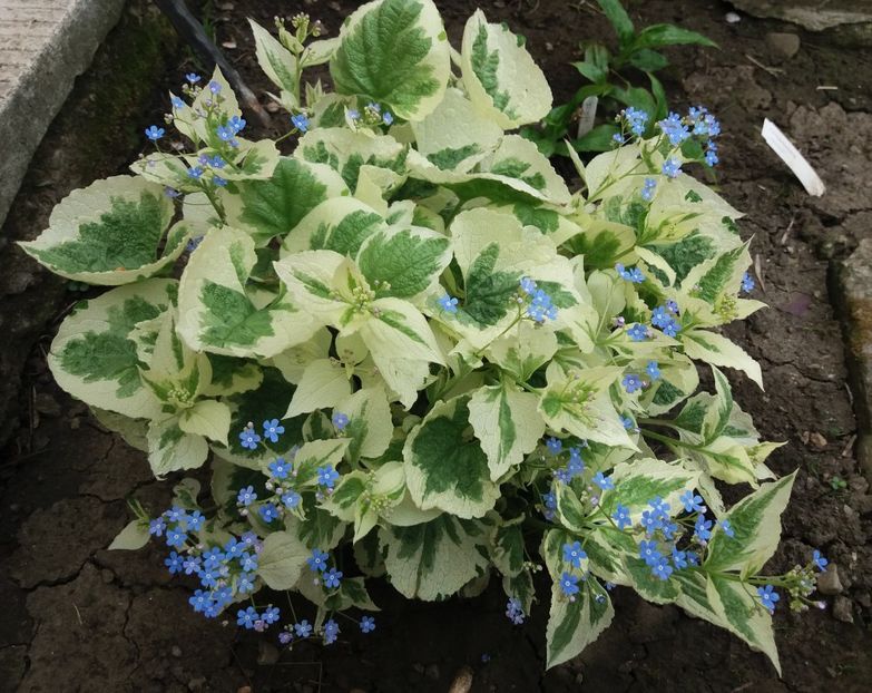 16 april,Brunnera macrophylla Variegata - 2018 plantele mele