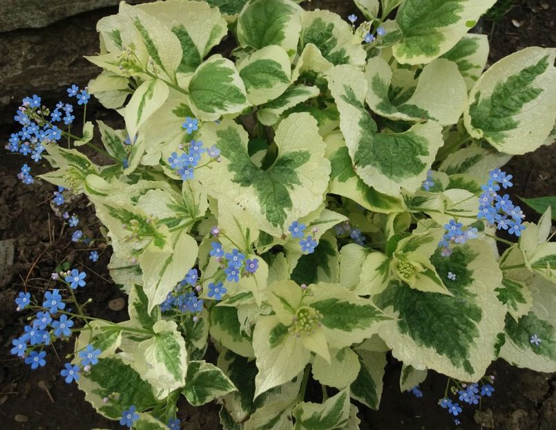 Brunnera macrophylla Variegata - 2018 plantele mele