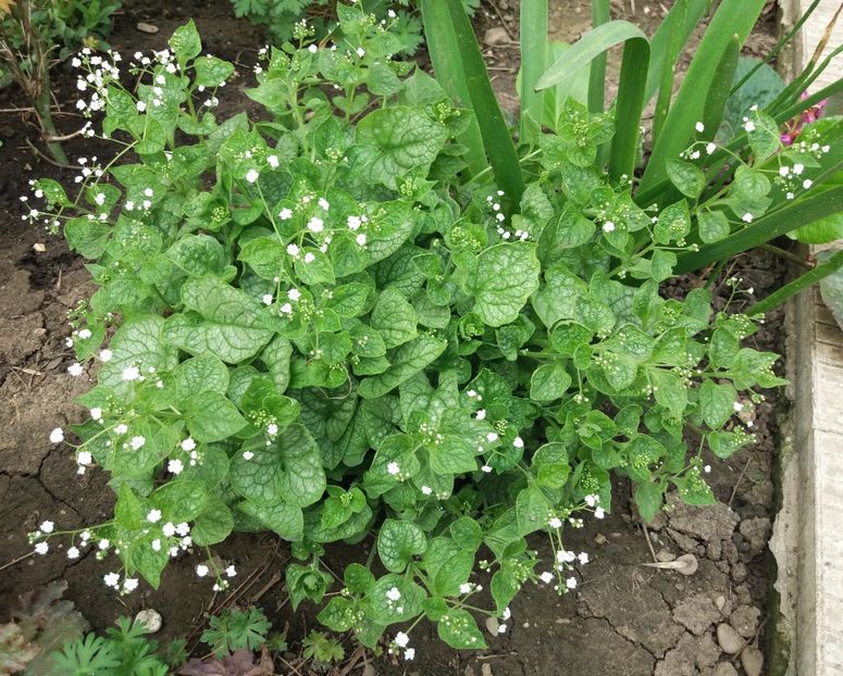 Brunnera mr morse - 2018 plantele mele
