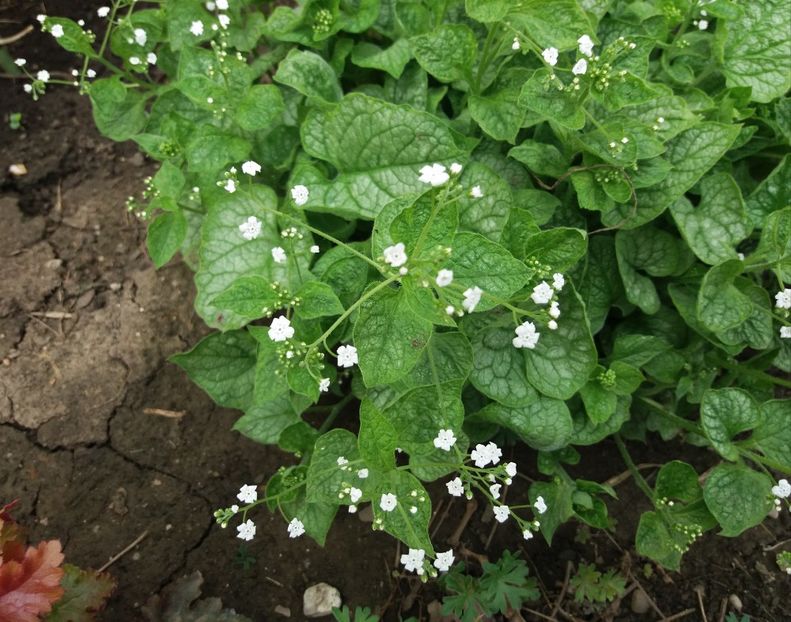 Brunnera mr morse - 2018 plantele mele