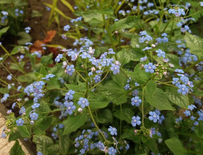 Brunnera macrophylla Jack Frost - 2018 plantele mele