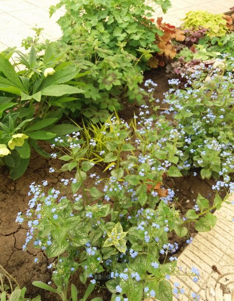 Brunnera macrophylla( Jack Frost+Kings Ransom) - 2018 plantele mele