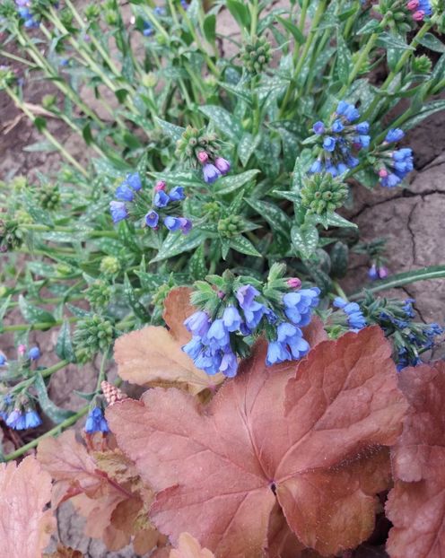 Pulmonaria EB Anderson - 2018 plantele mele