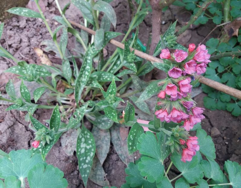 16 aprilie,pulmonaria raspberry splash - 2018 plantele mele