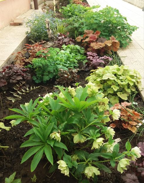 16 april, aleea umbrita - 2018 plantele mele