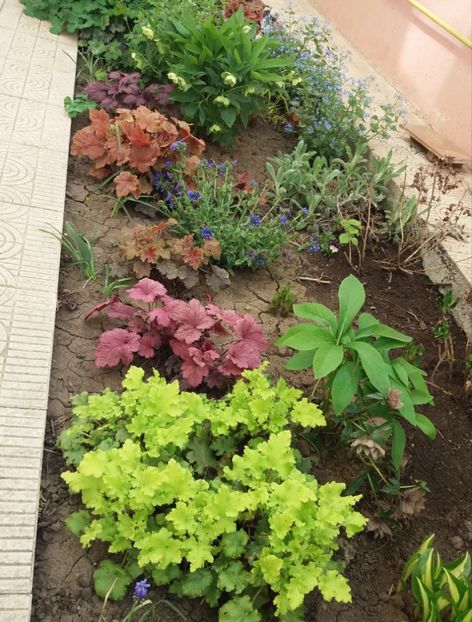  - 2018 plantele mele