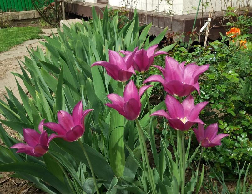 lalele lily flowered purple-dream - 2018 plantele mele