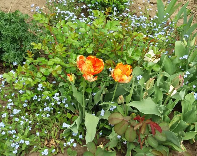 lalele Parrot Super sau King - 2018 plantele mele