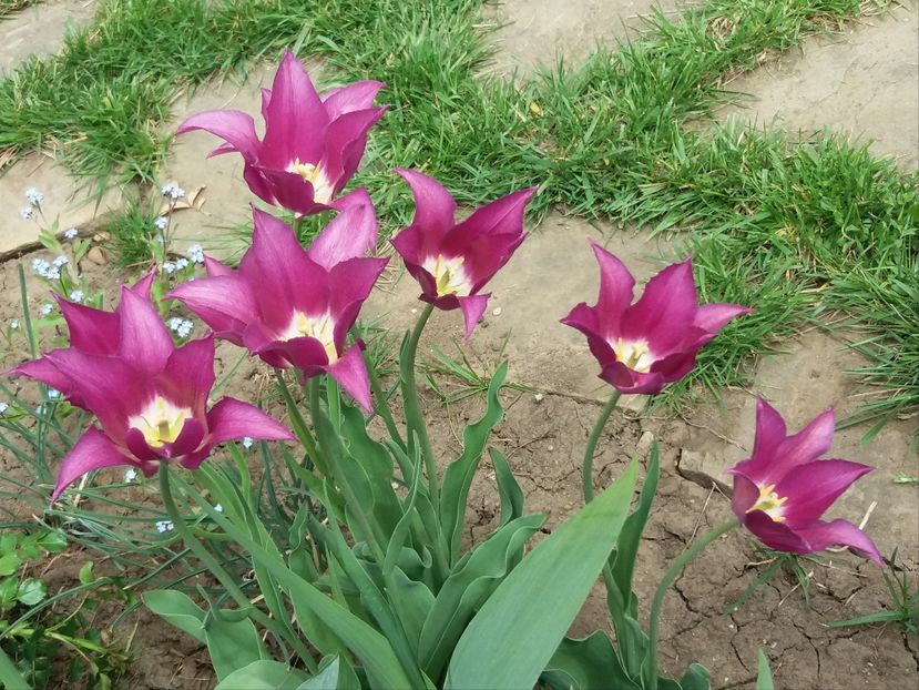 lalele lily flowered purple-dream - 2018 plantele mele