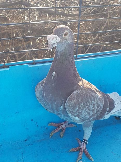 received_577962699236915 - Poze noi 16 aprilie 2018 voiajori stil vechi si voiajori italieni