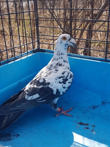 received_578348829198302 - Poze noi 16 aprilie 2018 voiajori stil vechi si voiajori italieni