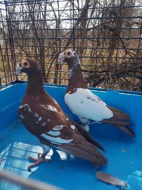 received_578351729198012 - Poze noi 16 aprilie 2018 voiajori stil vechi si voiajori italieni