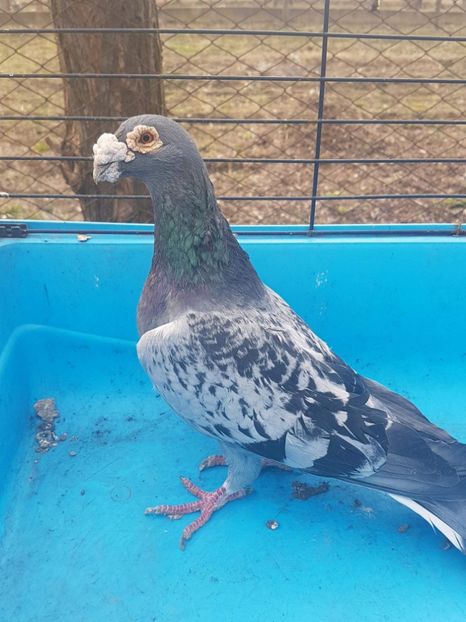 received_578894582477060 - Poze noi 16 aprilie 2018 voiajori stil vechi si voiajori italieni