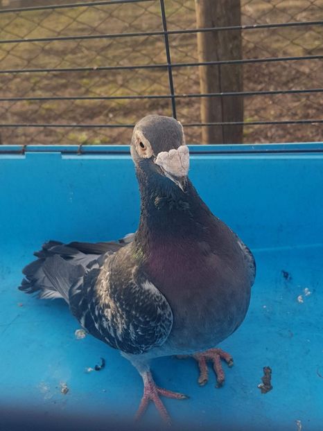 received_578899399143245 - Poze noi 16 aprilie 2018 voiajori stil vechi si voiajori italieni