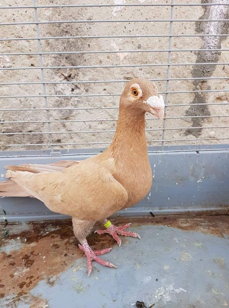 received_580706755629176 - Poze noi 16 aprilie 2018 voiajori stil vechi si voiajori italieni