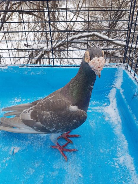 received_583982265301625 - Poze noi 16 aprilie 2018 voiajori stil vechi si voiajori italieni