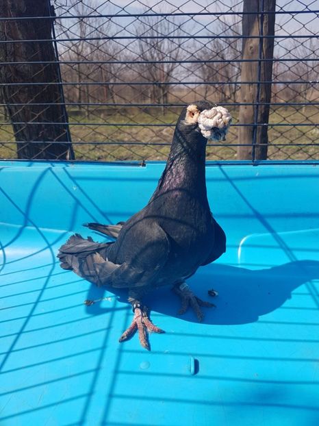 received_587569061609612 - Poze noi 16 aprilie 2018 voiajori stil vechi si voiajori italieni