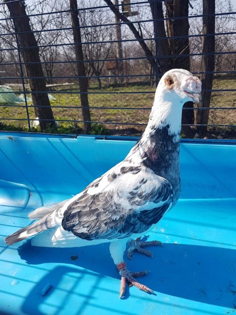 received_587588168274368 - Poze noi 16 aprilie 2018 voiajori stil vechi si voiajori italieni