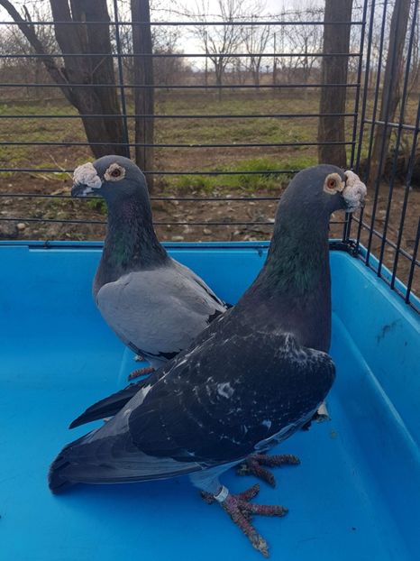 received_589032484796603 - Poze noi 16 aprilie 2018 voiajori stil vechi si voiajori italieni