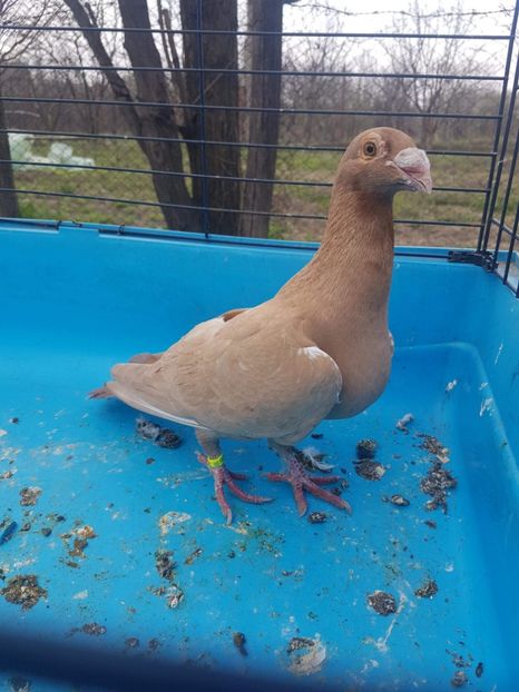 received_592260987807086 - Poze noi 16 aprilie 2018 voiajori stil vechi si voiajori italieni