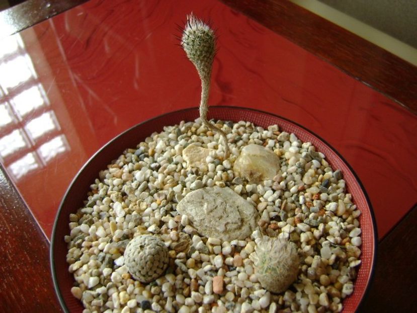 Grup de 3 Turbinicarpus - Cactusi 2018