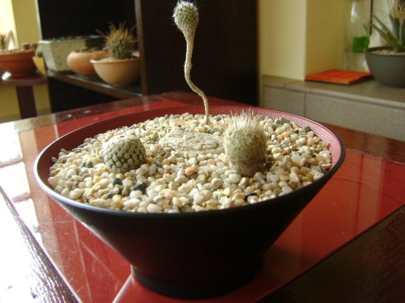 Grup de 3 Turbinicarpus - Cactusi 2018