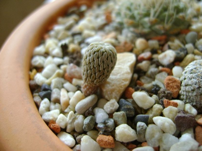 Pelecyphora aselliformis - Cactusi 2018