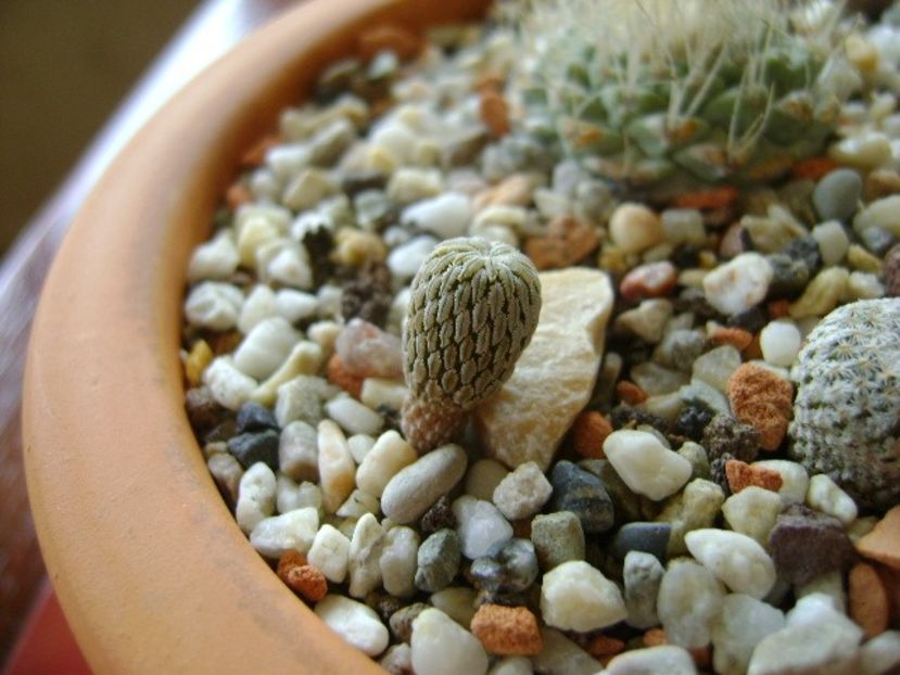 Pelecyphora aselliformis - Cactusi 2018