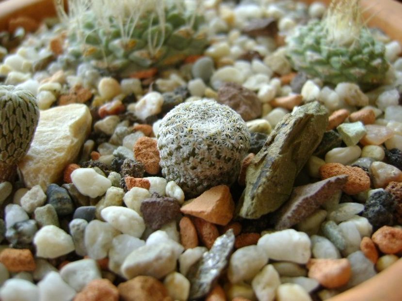 Pelecyphora strobiliformis - Cactusi 2018