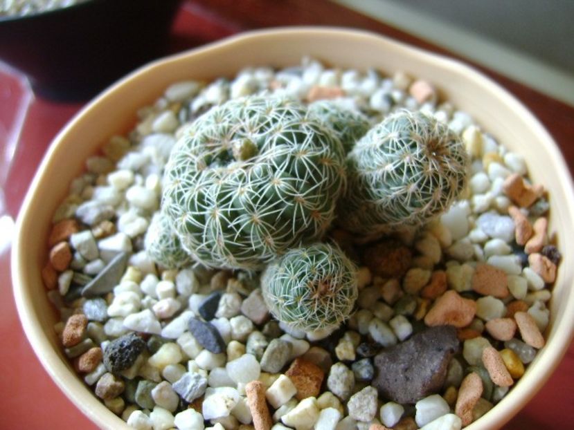 Gymnocalycium bruchii, boboc - Cactusi 2018 Gymnocalycium