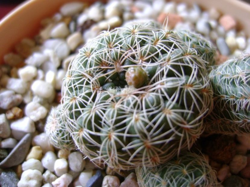 Gymnocalycium bruchii - Cactusi 2018 Gymnocalycium