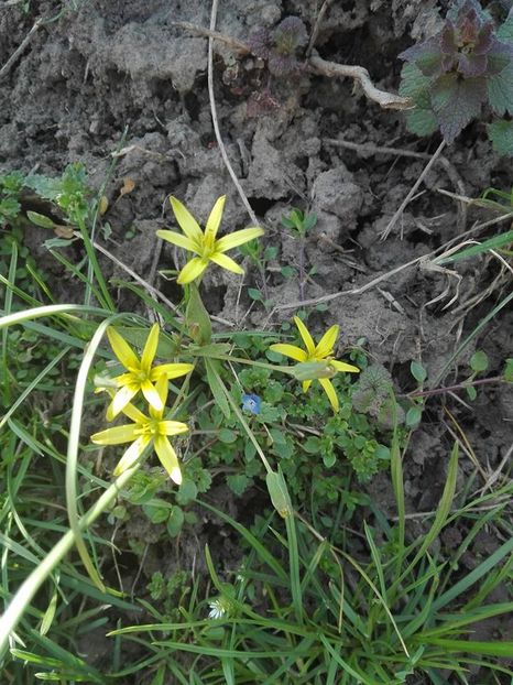  - pe camp si in padure