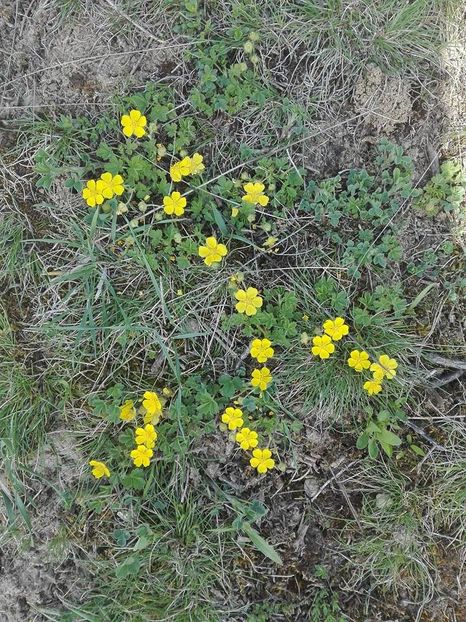  - pe camp si in padure