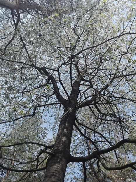  - pe camp si in padure