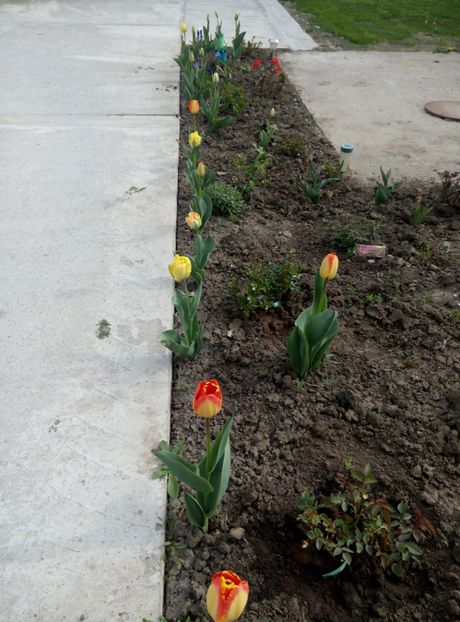 16 aprilie - gradina 2018