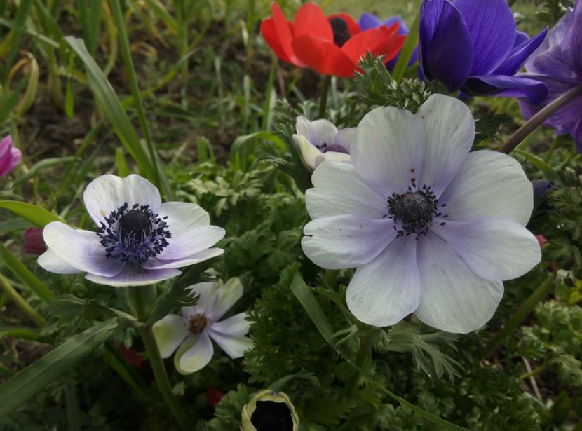 16 aprilie - gradina 2018