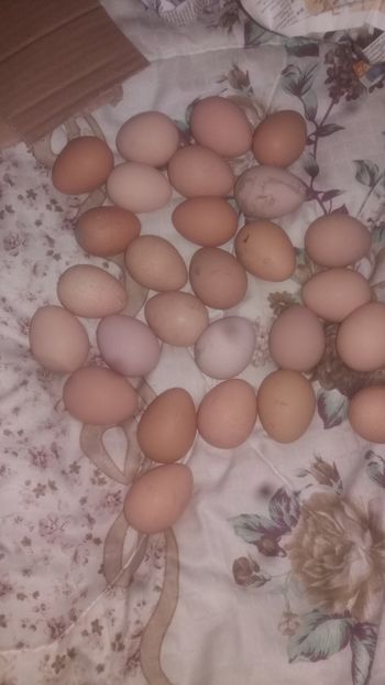  - 05 Arhiva Bibilici - Picheri