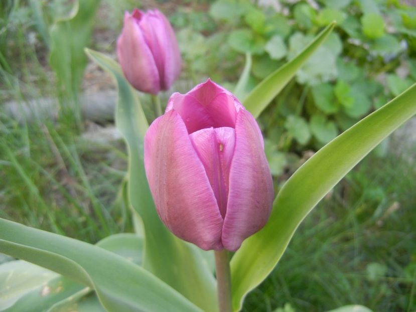 Tulipa Purple Flag (2018, April 13) - Tulipa Purple Flag