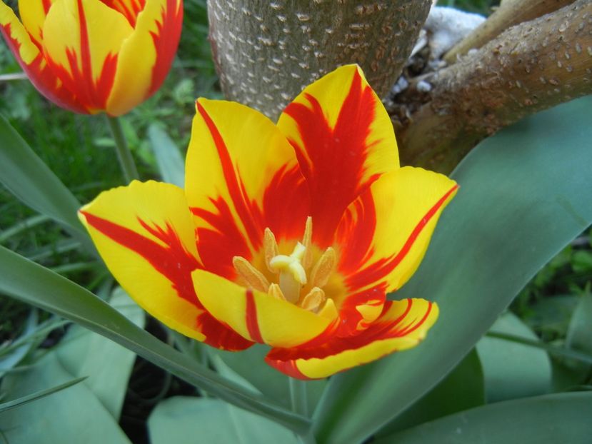 Tulipa Mickey Mouse (2018, April 14) - Tulipa Mickey Mouse