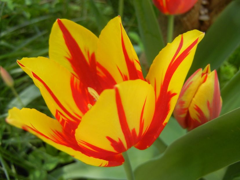 Tulipa Mickey Mouse (2018, April 14) - Tulipa Mickey Mouse