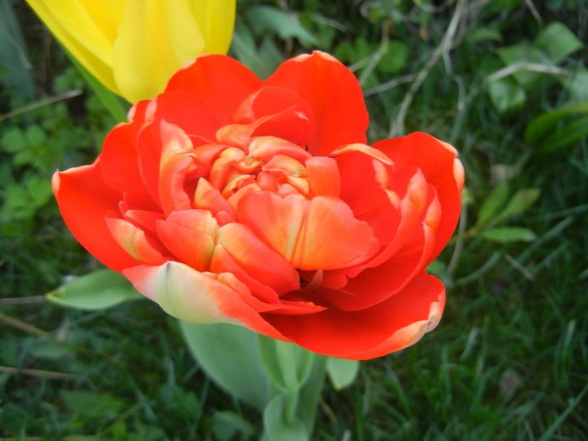 Tulipa Miranda (2018, April 13) - Tulipa Miranda