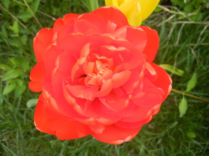 Tulipa Miranda (2018, April 15) - Tulipa Miranda
