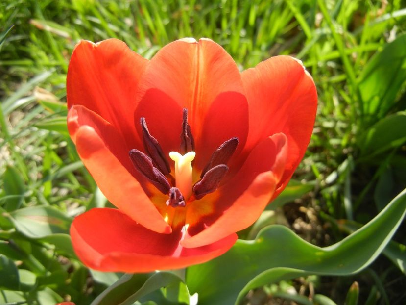 Tulipa Cairo (2018, April 13) - Tulipa Cairo