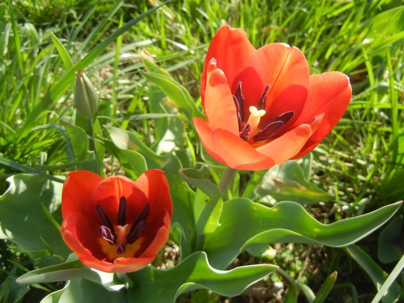 Tulipa Cairo (2018, April 13) - Tulipa Cairo