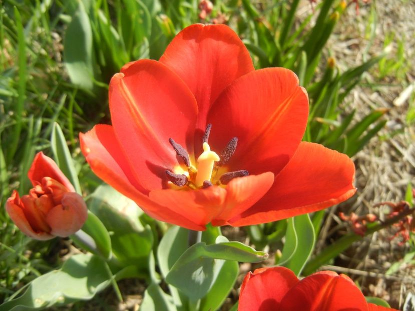 Tulipa Cairo (2018, April 13) - Tulipa Cairo