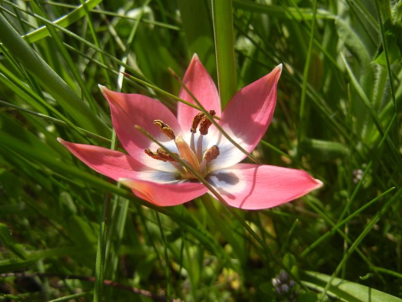 Tulipa Little Beauty (2018, April 13) - Tulipa Little Beauty